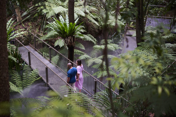 Enjoy a rainforest 5 minutes from the city at the Australian National Botanic Gardens..