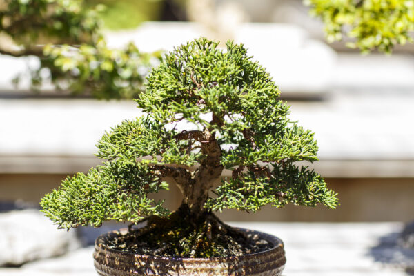 Bonsai collection at the National Arboretum